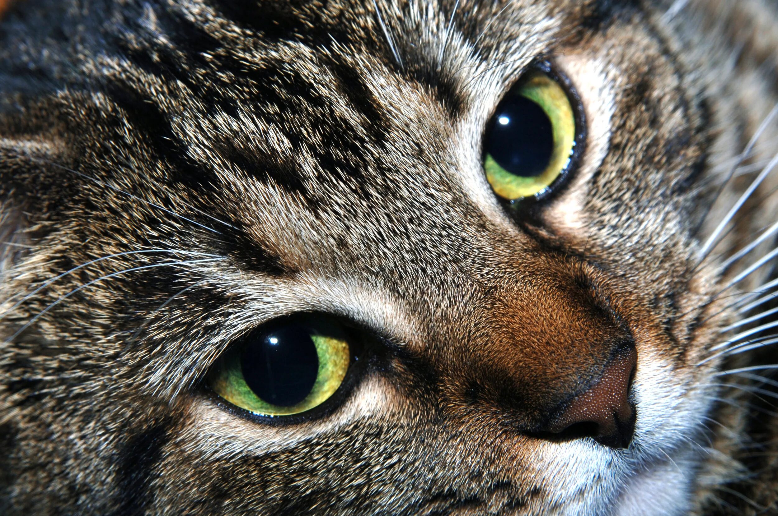 Cat most
