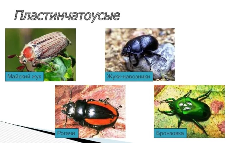 Майский жук бронзовка. Личинки медведки майского жука и бронзовки. Хрущ личинка майского жука. Хрущ и майский жук отличия. Майский жук и бронзовка отличия.