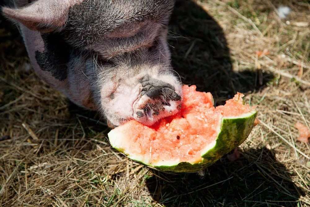 Что любят свинки. Кабан ест.