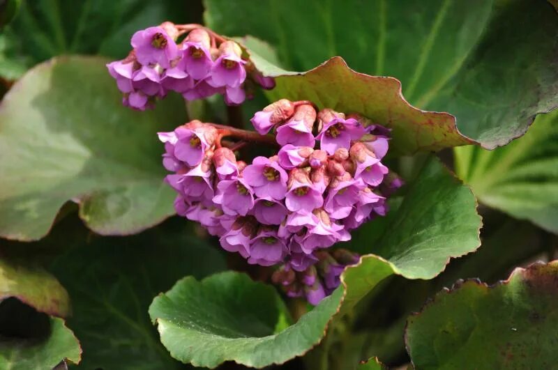 Бадан драгонфлай энджел кисс. Бадан толстолистный на латинском. Бадан сердцелистный (с2). Бадан толстолистный на латинском. Бадан толстолистный цветок.