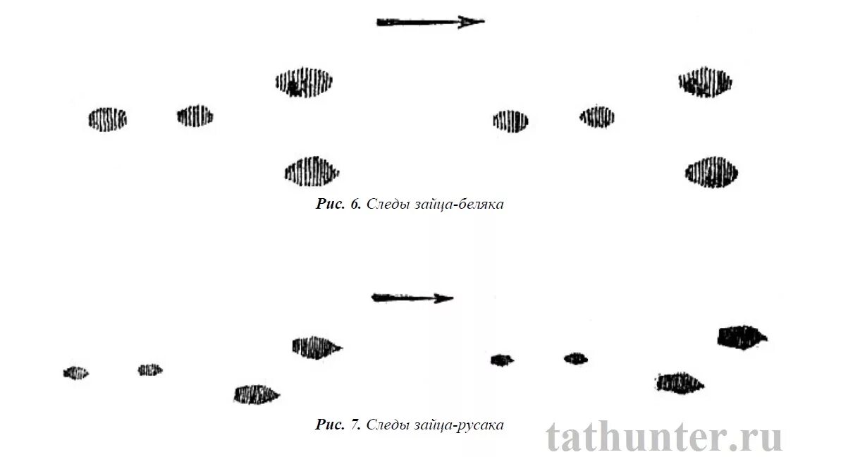 Следы зайца беляка и русака на снегу. След зайца на снегу направление. Направление следа зайца. Следы зайца на снегу направление движения.