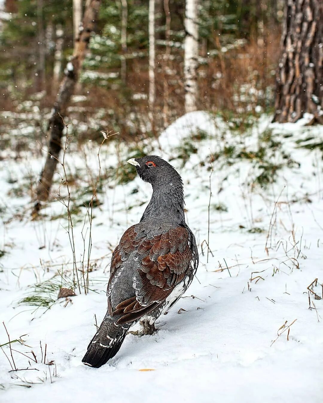 Сибирский тетерев Косач. Глухарь и Глухарка. Глухарь (Tetrao urogallus). Чернобрюхий Глухарь.