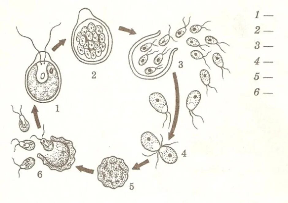 Какой способ размножения хламидомонады. Размножение споровых растений 6 класс размножение водорослей. Размножение хламидомонады схема без подписей. Хламида Монада жизненный цикл. Бесполое размножение хламидомонады.