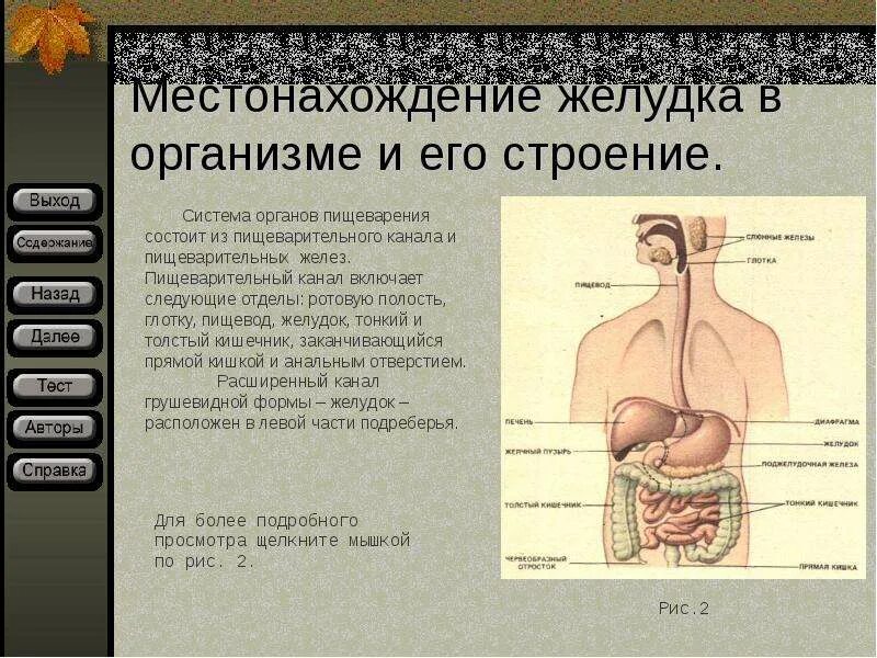 Строение и топография желудка