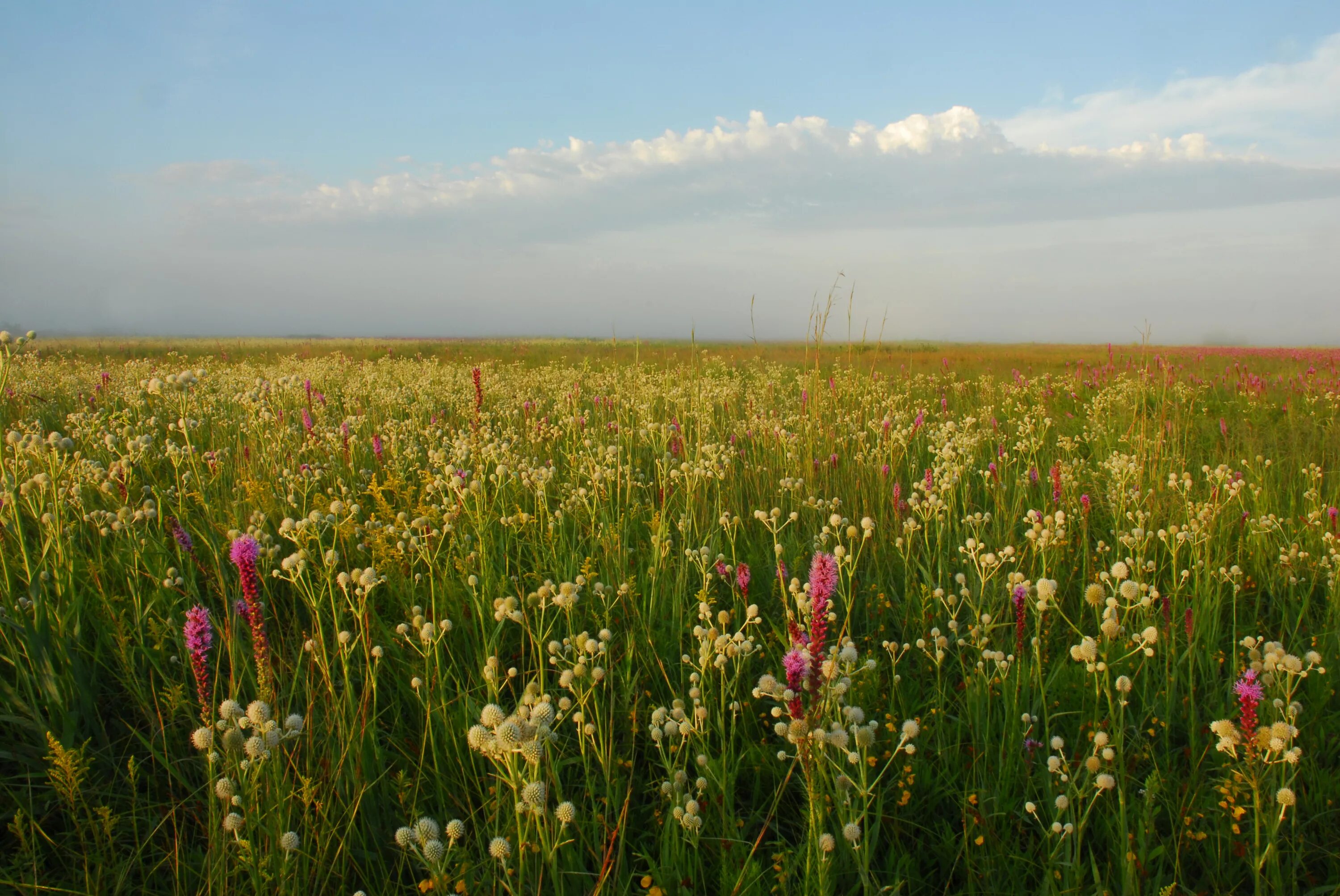 Tallgrass Prairie. Низкотравные прерии. Прерии зона степей Северной Америке. Tallgrass Prairie в США.