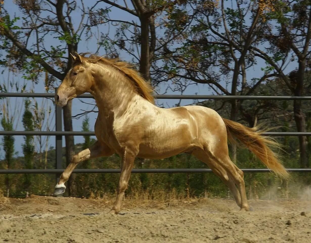 The Akhal-Teke "Golden Horse" of Turkmenistan : Damnthatsinteresting Rare horses