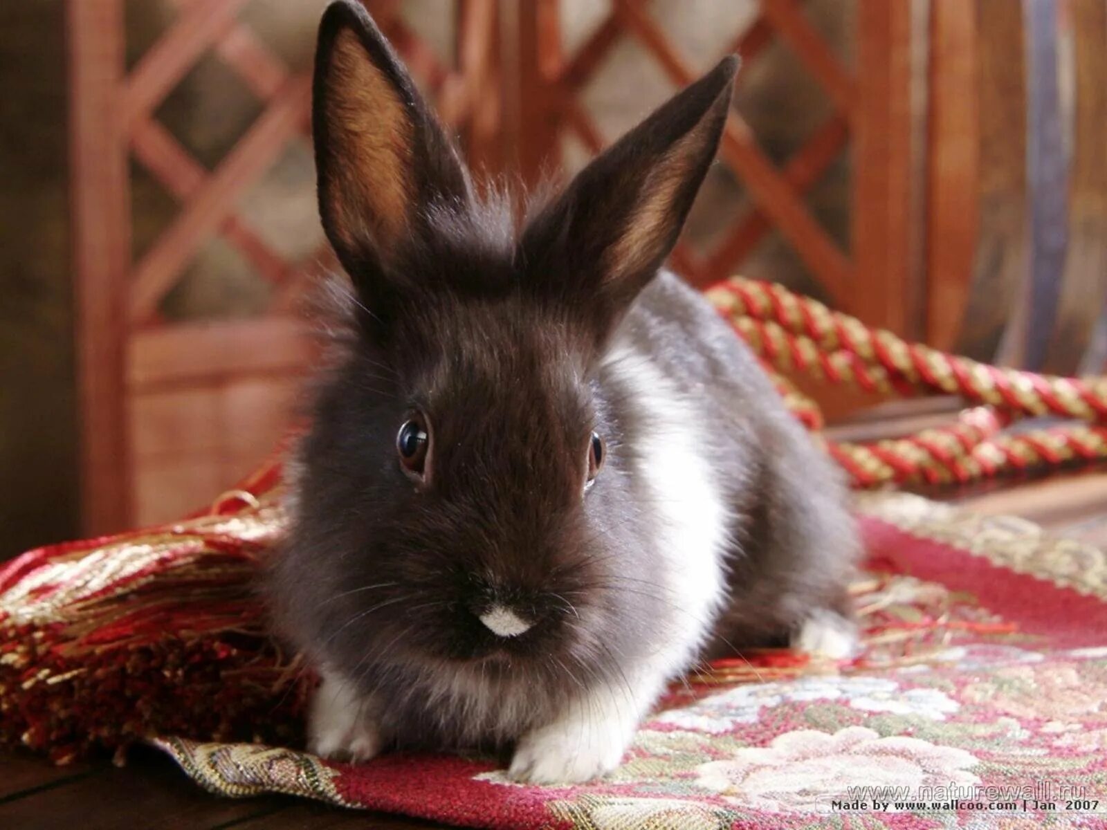 Черный кролик на английском. Сатиновый кролик декоративный. Черный кролик. Гималайский кролик.