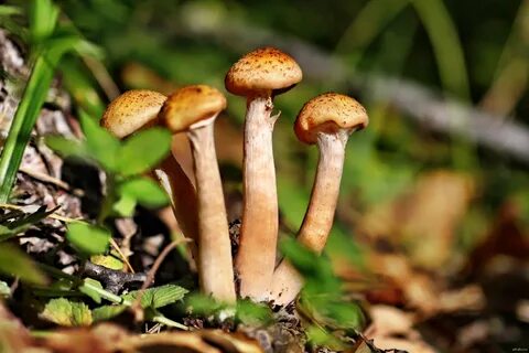 Картинка опята грибы