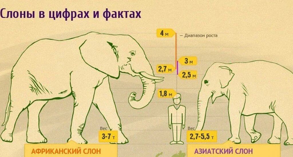 Слоны какой слон крупнее. Строение хобота слона. Размеры слонов. Какой слон больше. Рост слона.