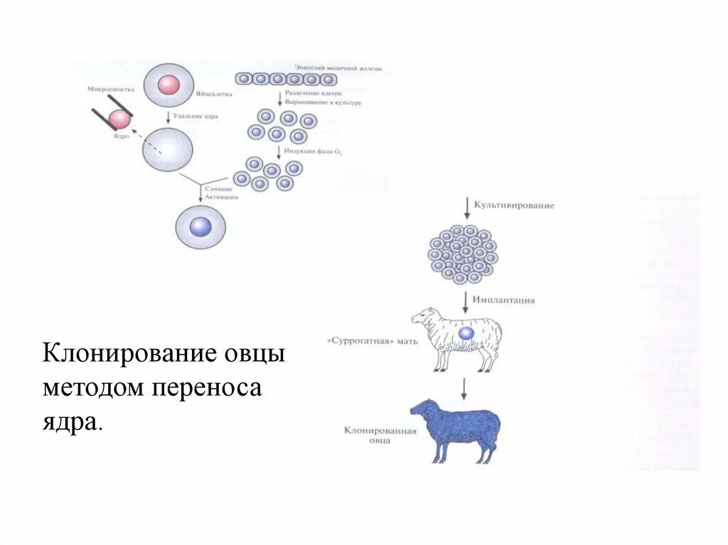 Методу клонирования новогодних подарочков