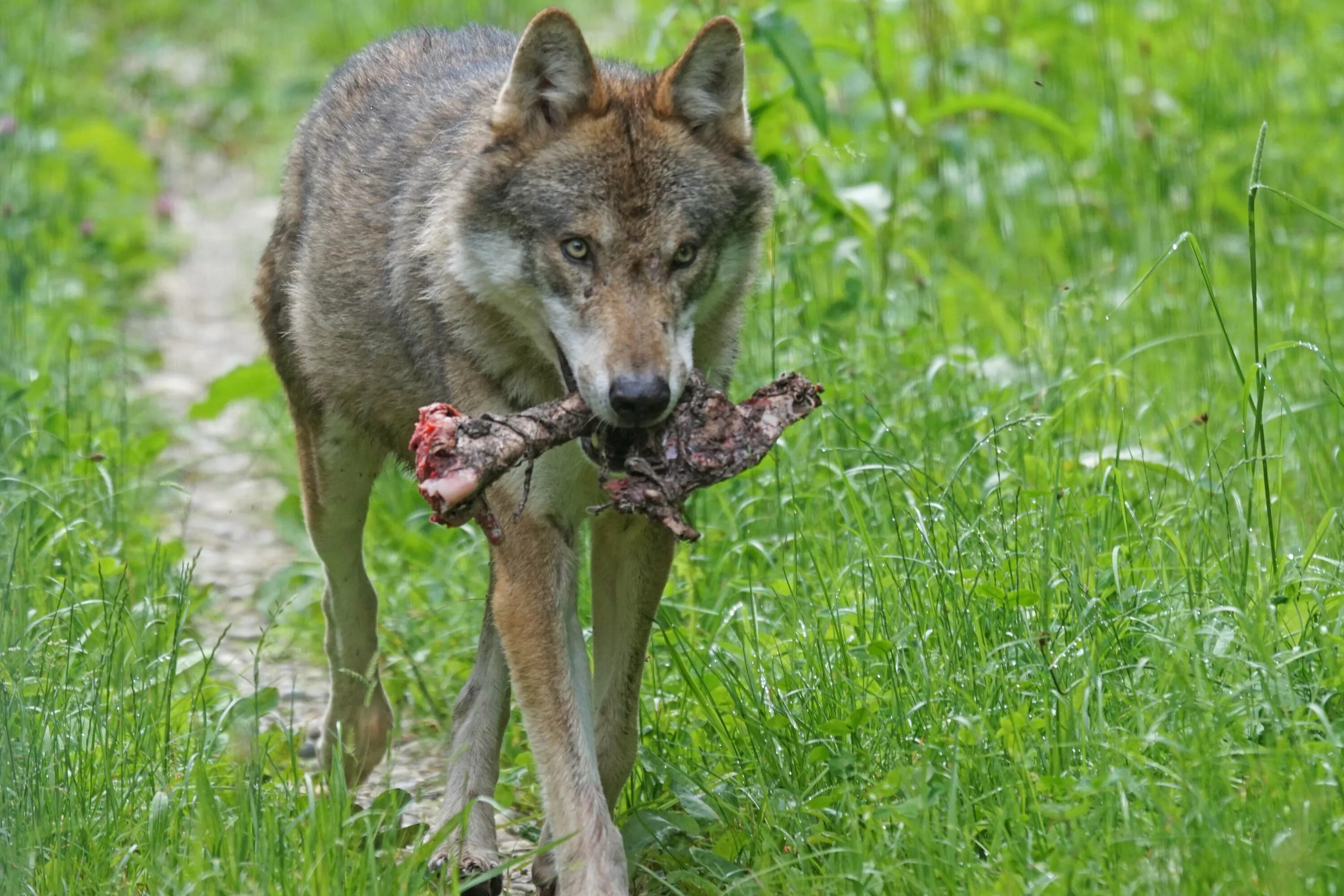 Питании диких животных. Волк санитар леса.
