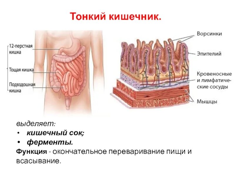 Название тонкой кишки. Кишечные ворсинки толстый кишечник. Ворсинчатый эпителий кишечника. Тонкий кишечник строение и функции. Ферменты тонкого кишечника.