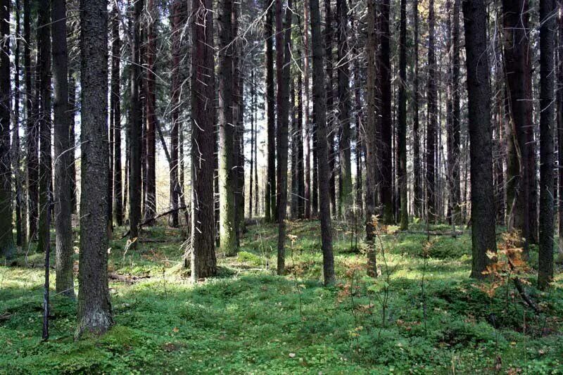 лесная тропа соликамский лес. еловый лес. подлесок тайги. что можно увидеть в лесу. что можно увидеть в лесу.