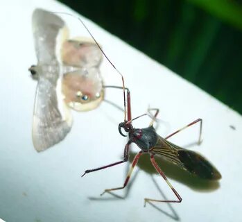 Bug перевод