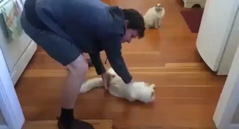 Крутить кота