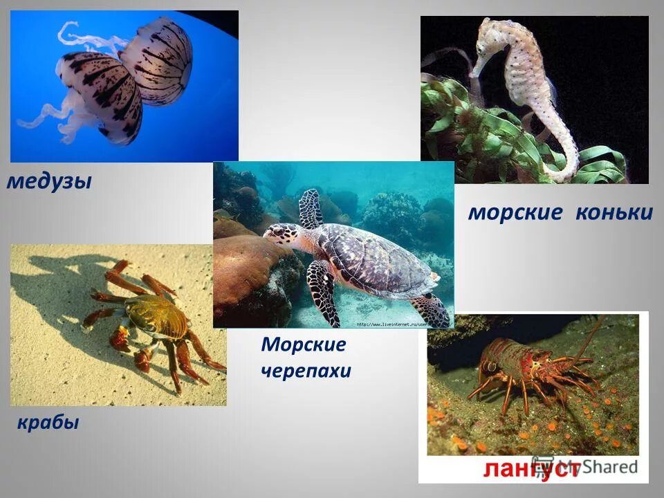 Морской конек черепаха. Морской конек и черепаха. морской конек и краб. морские звезды медузы и морские коньки. краб враг морского конька.