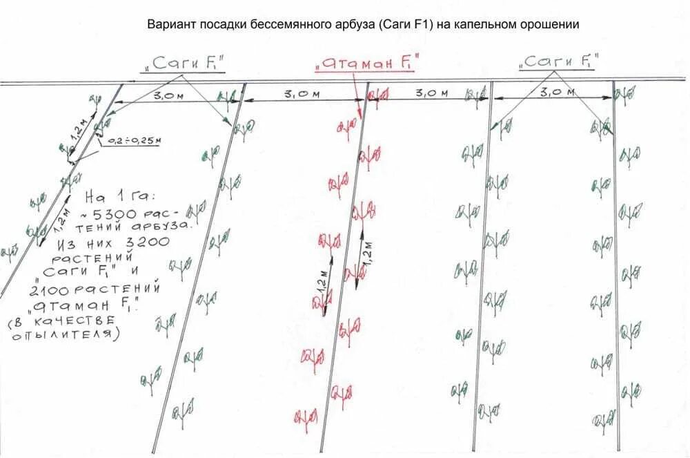 Какое расстояние между рядами помидор. Арбузы схема посадки в открытый грунт. Арбуз схема посадки в открытый грунт рассадой. Схема посадки семян арбуза в открытом грунте. Схема высадки арбузов в открытый грунт рассадой.