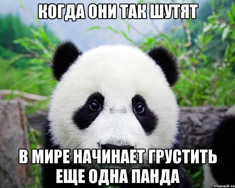 интересные факты о пандах. панду удивительное. когда закончится голосование за имя панды. панда мем. панда панда мем.