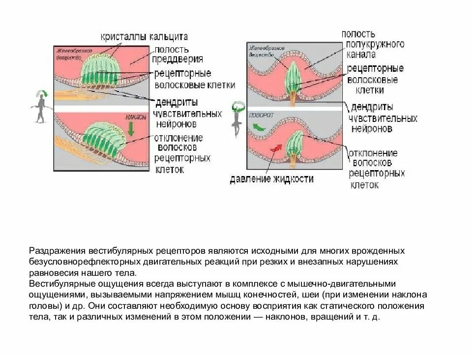 Раздражение рецепторов вестибулярного аппарата. Волосковые клетки полукружных каналов. Вестибулярные ощущения. Раздражение клеток вестибулярного аппарата.