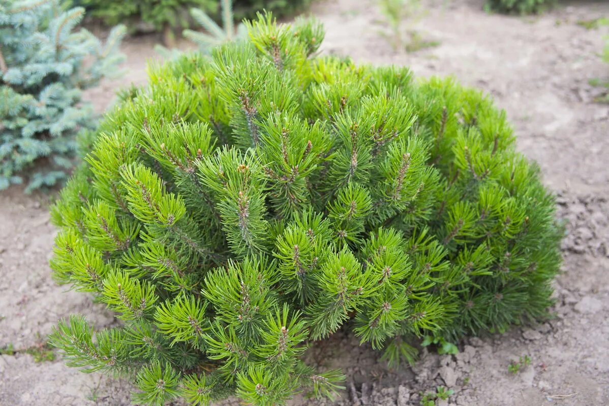 Сосна горная муго муго. Pinus mugo. Pinus mugo. Сосна горная пумилио. Сосна горная мугус.
