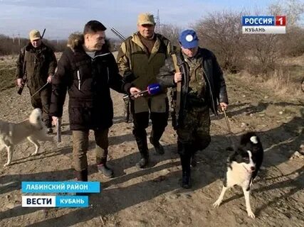 Охота на волка в краснодарском крае