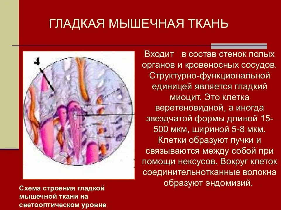 Структурно функциональной единицей мышечной ткани является. Гладкая мышечная ткань строение. гладкая мышечная ткань схема. структурно-функциональной единицей гладкой мышечной ткани является. происхождение гладкой мышечной ткани.