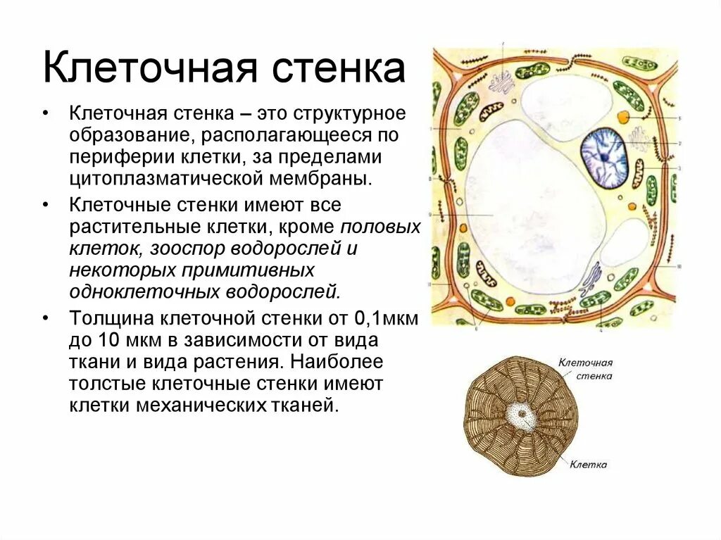 Оболочка в растительной клетке ответ. Целлюлозная клеточная стенка у растений. Структура и функции клеточной стенки растительных клеток. Клеточная стенка растительной клетки строение и функции. Клеточная стенка растений грибов и бактерий.