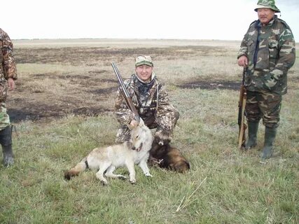 Волки в калмыкии