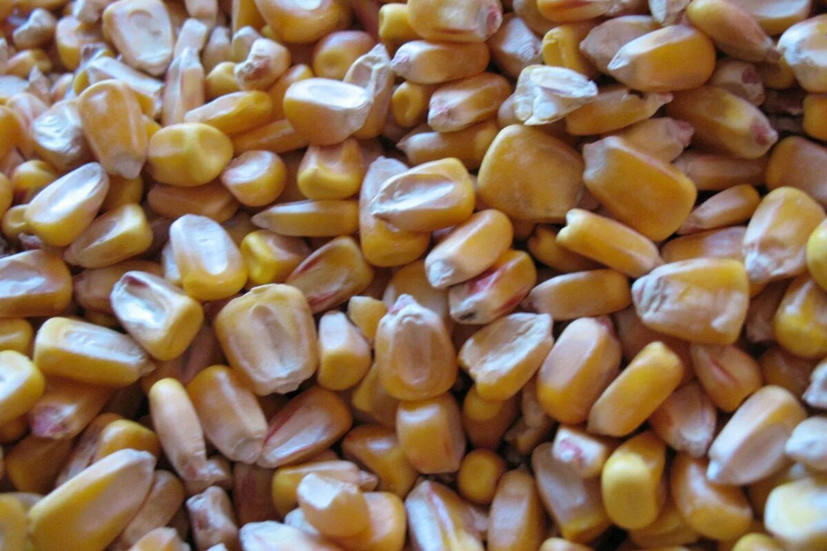 Сушеная кукуруза. Засушенная кукуруза. Сухая кукуруза. Сладкая кукуруза сорта. Сухая кукуруза.