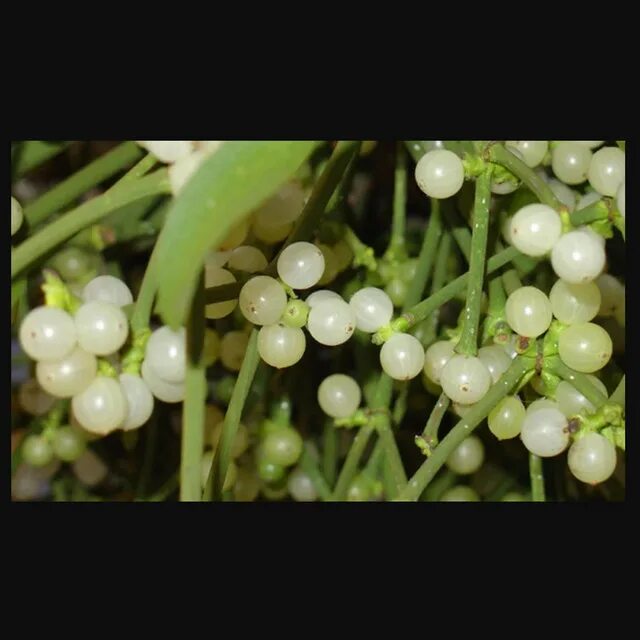 Как выглядит омела. Омела белая растение. омела - viscum album. омела белая herbes.