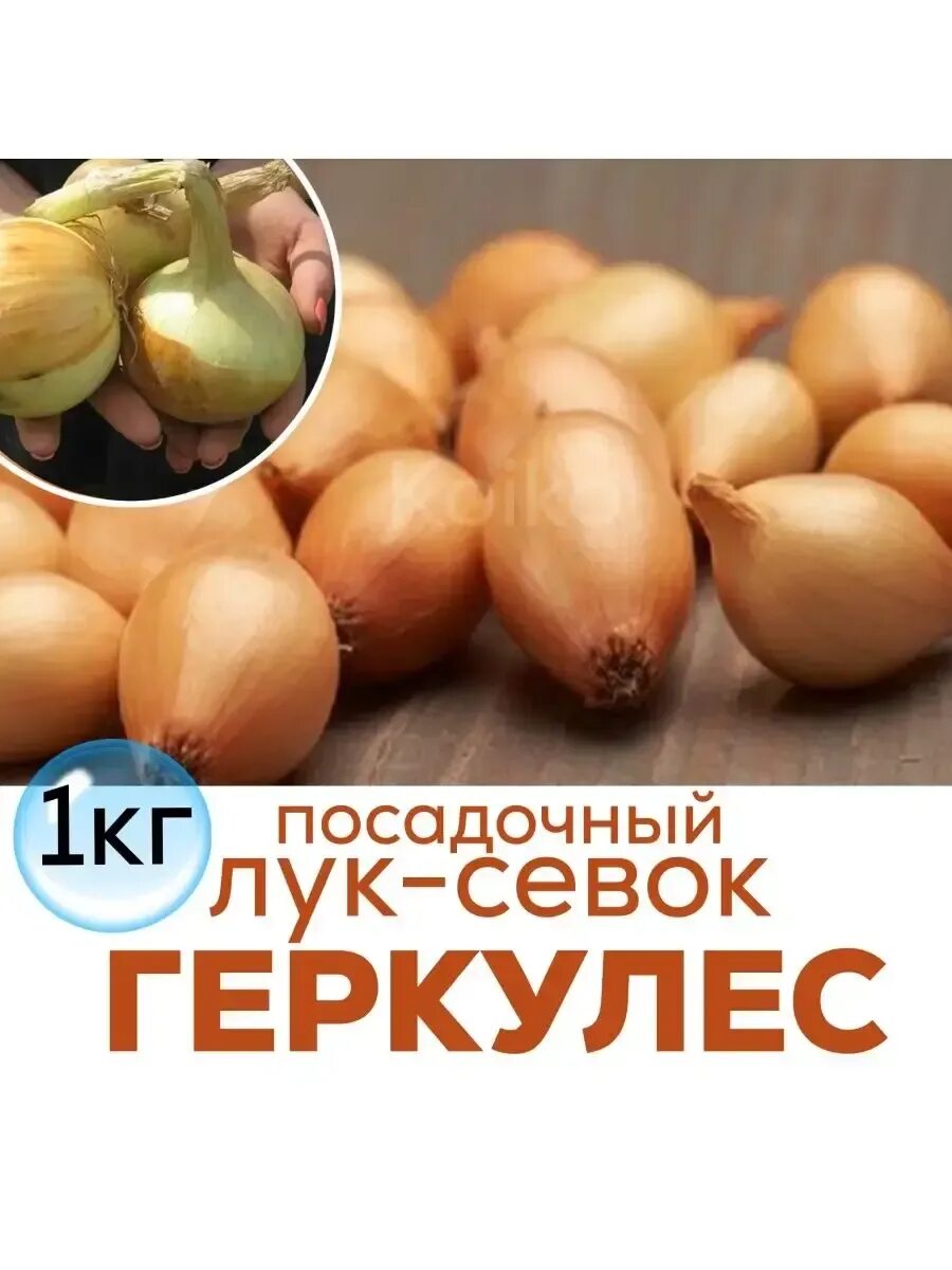 Лук севок Геркулес (10-21 мм) семна лука сеянца Broer купить с доставкой по Укра