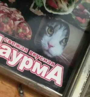 Кот шаурма