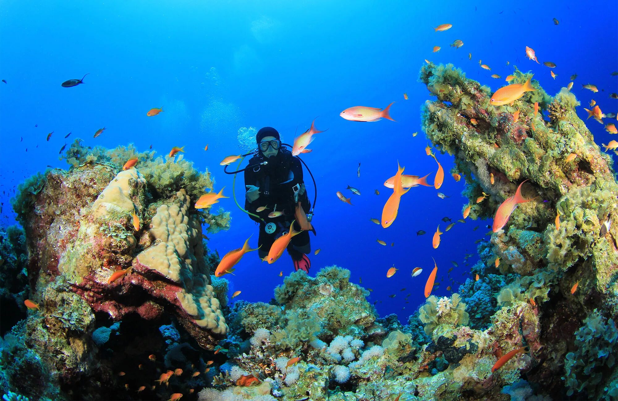 Sea dive. Красное море риф Шарм Эль Шейх. Подводный мир Египта Шарм-Эль-Шейх. Египет шармаль Шейх море. Красное море в шармаль Шейхе.