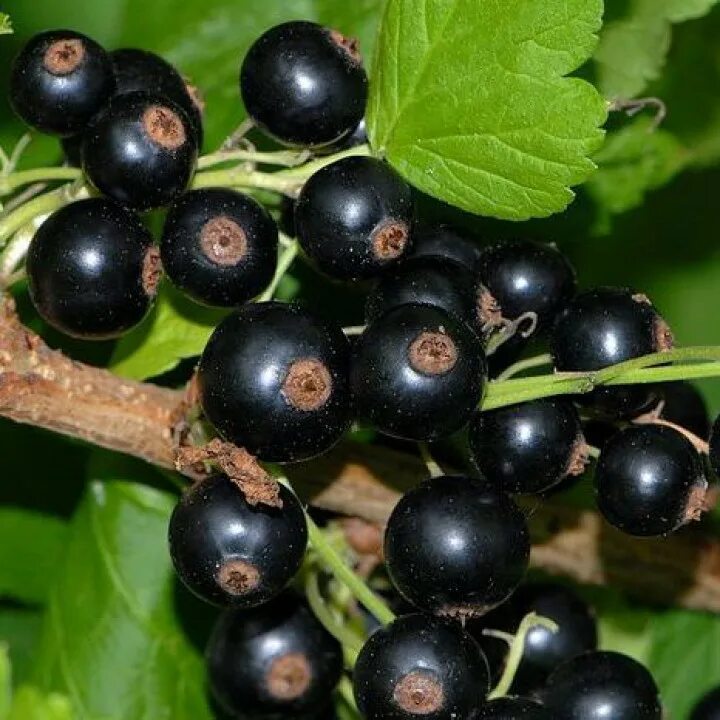 Лучшие сорта смородины