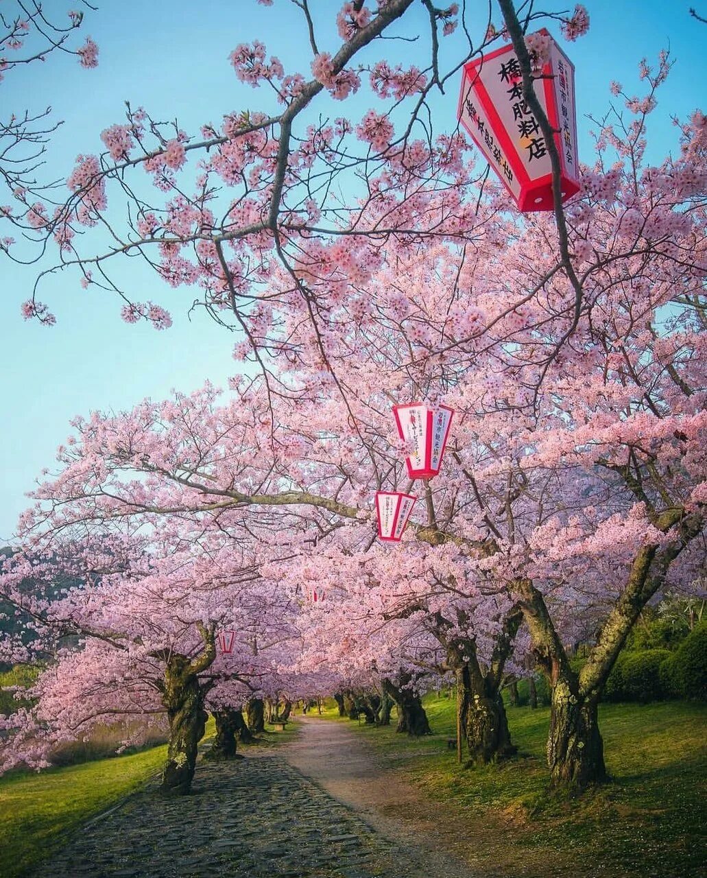 Что такое сакура дерево. Канадзава Япония Сакура цветение. Парк Уэно Сакура. Сакура Лотте вишня японская. Сакура в Белграде.