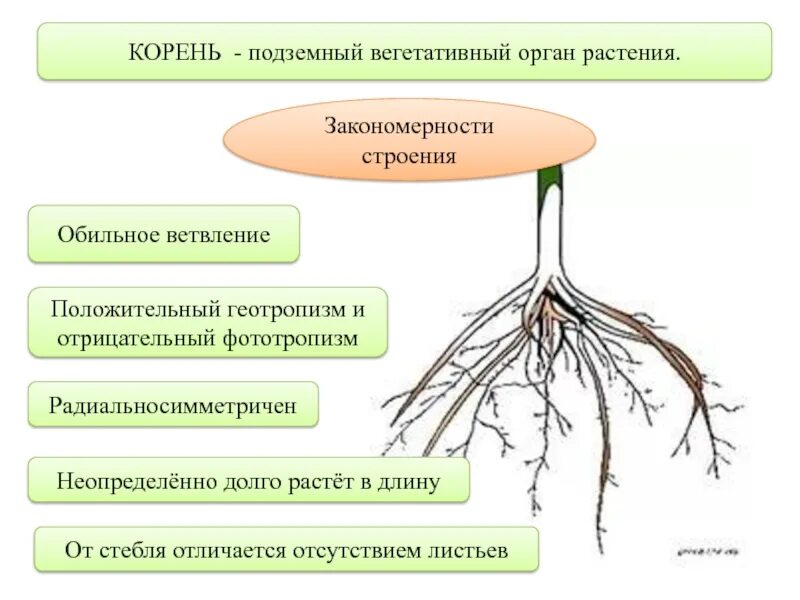 Строение вегетативного корня. Функции корня вегетативное размножение. Корень вегетативный орган растения. Строение вегетативных органов. Корни есть листьев нет