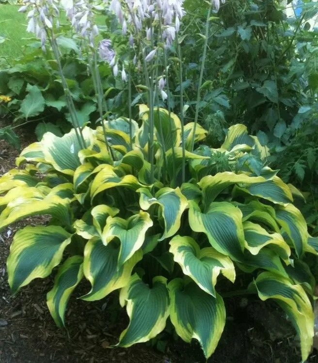 хоста атлантик. хоста атлантис описание. хоста атлантис. хоста атлантис. хоста гибридная атлантис.