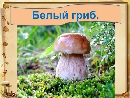Грибы родного края