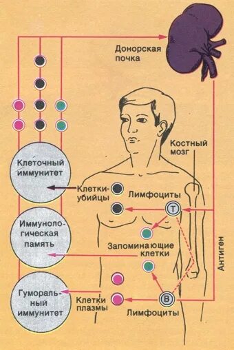 Донорство почки сайт. Отторжение трансплантата почки схема. Донорская почка ниже не рабочей.