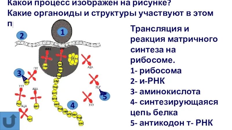 Какой процесс изображен на рисунке