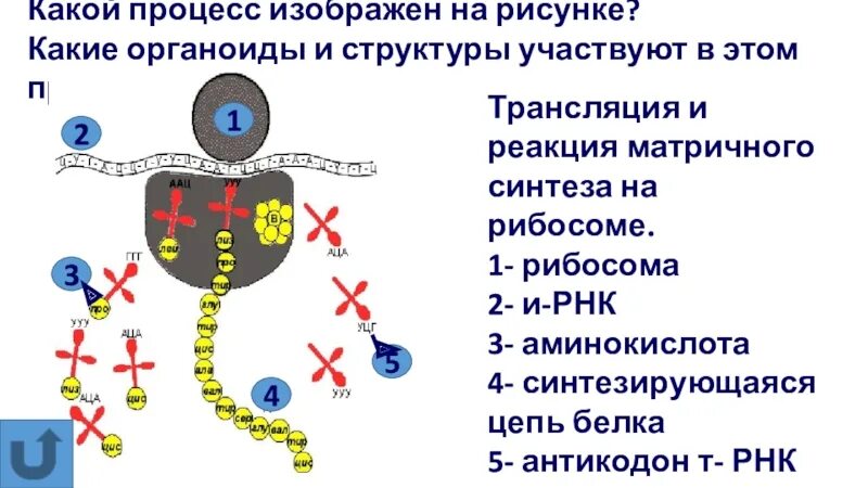 В результате реакций матричного синтеза синтезируются молекулы. Процесс трансляции в биологии. Реакции матричного синтеза трансляция. Какой процесс изображен. Какой процесс изображен на картинке.