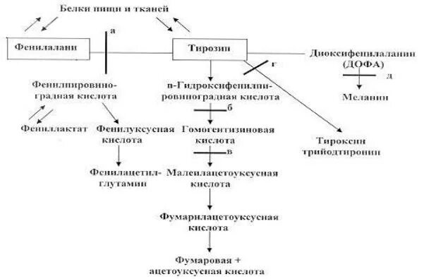 Нмо другие виды нарушения обмена аминокислот тест. Патогенез нарушения обмена аминокислот. обмен фенилаланина и тирозина наследственные заболевания. нарушение обмена аминокислот заболевания. нарушение обмена фенилаланина и тирозина заболевания.
