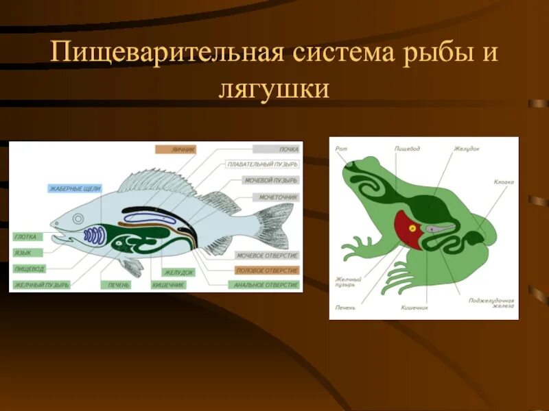 Пищеварительная система система рыб. Пищеварительная система лягушки. Органы пищеварительной системы земноводных. Отличие пищеварительной системы рыб и земноводных. Земноводные пищеварительная система таблица