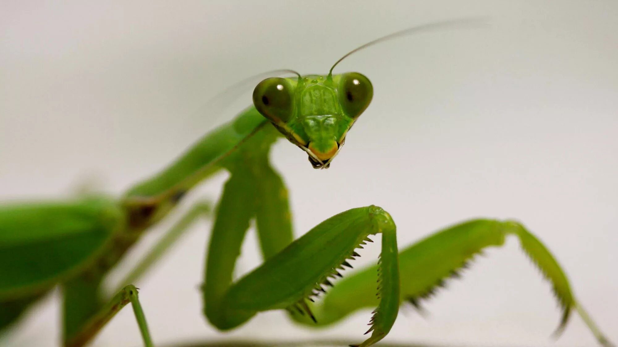 Ischnomantis Gigas богомол. Мадагаскарский богомол. Богомол обыкновенный самка. Богомол Мантис(бабочка). Богомол дома