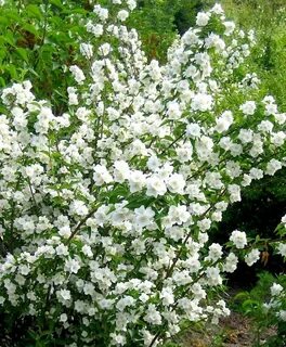 Кустарник чубушник описание