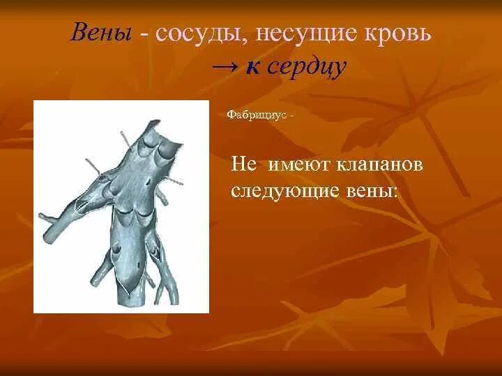 Какие вены не имеют клапанов. Какие вены имеют клапаны. Клапаны имеют артерии и вены