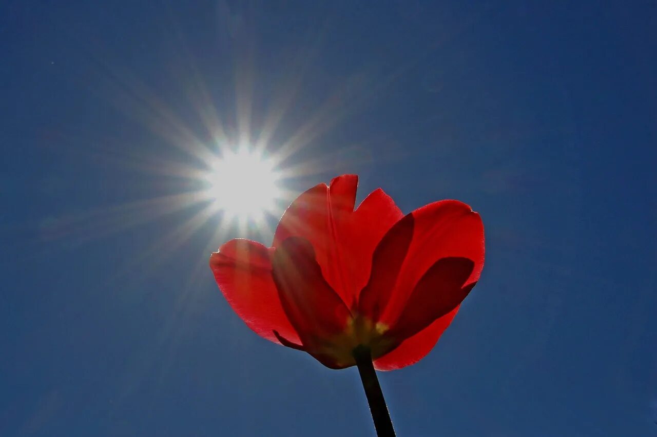 Солнце в облаках. Солнечный день. Sun sunny day. Sun sunny day. Природа солнце.