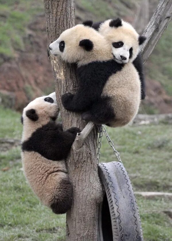 Панда и коала. Пандята. Большая Панда с детенышем. Медведь Панда. Прикольная Панда.