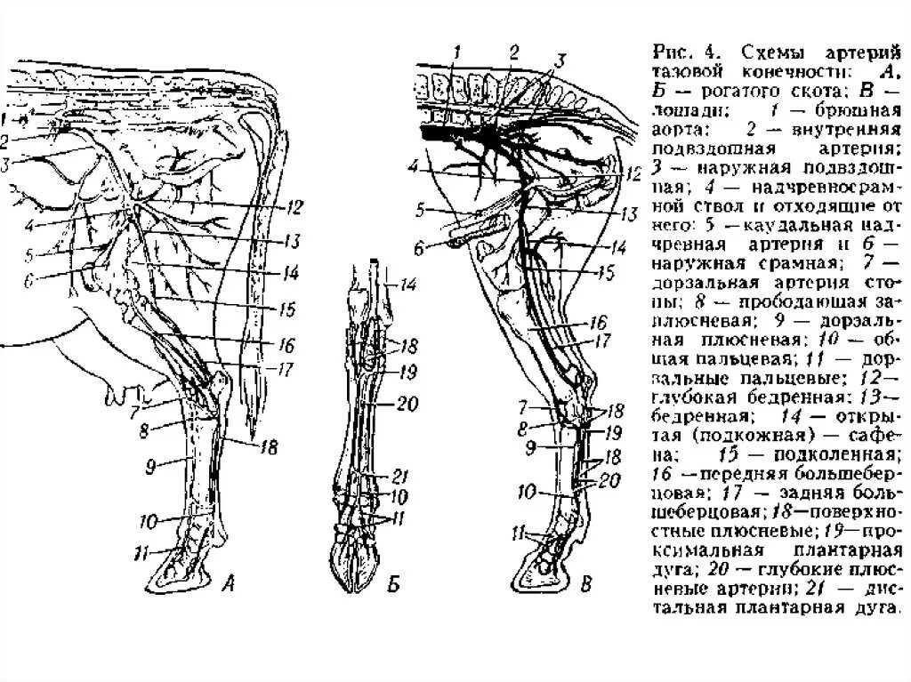 Артерии и вены животных. Схема артерий тазовой конечности лошади. Схема ветвления артерий тазовой конечности. Артерии задней конечности анатомия животных. Схема ветвления артерий грудной конечности.