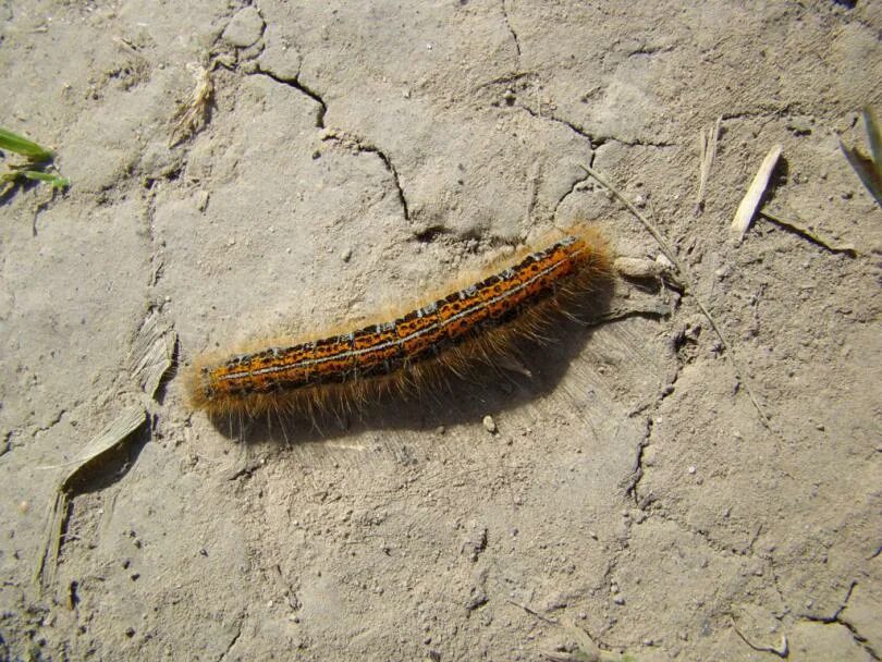 ксилофаг древоточец. гусеница резиновая 700x100x109 yachoo l1. дорожная гусеница. древоточец гусеница. гусеница на дороге.